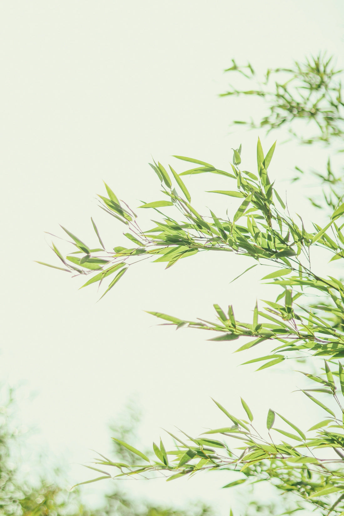 Breathe Easy: Why Bamboo Socks Keep Feet Cool and Allergy-Free